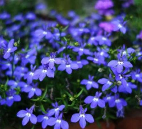 开蓝色花的花卉