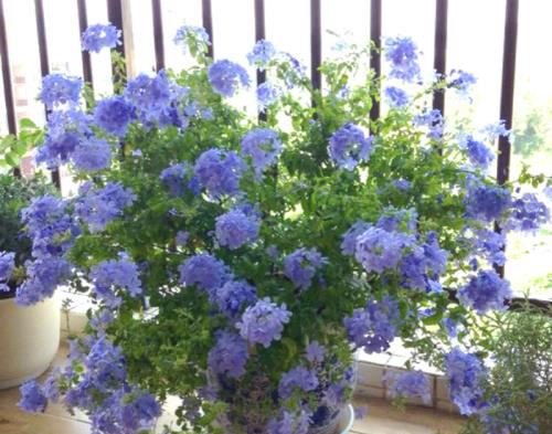 开蓝色花的花卉