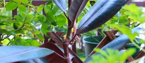橡皮树的养殖方法视频教程