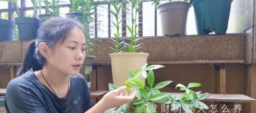 发财树夏天怎样养护才能长期得好