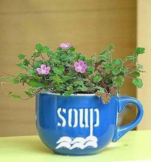 陶瓷杯能养花吗