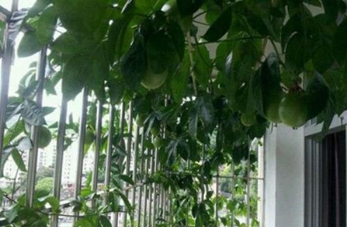 什么水果树可以养在阳台