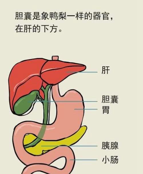 胆囊息肉的食疗与禁忌