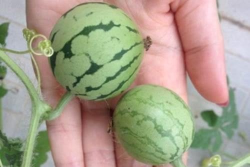 阳台种的西瓜怎么让它长得更大