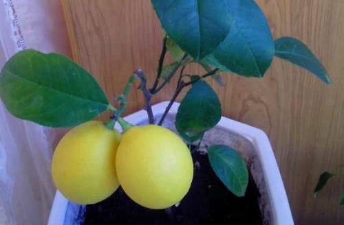 阳台盆栽柠檬树的经验