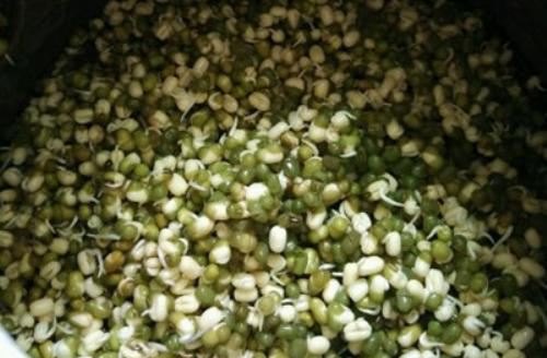 新鲜豆芽的保质期是几天