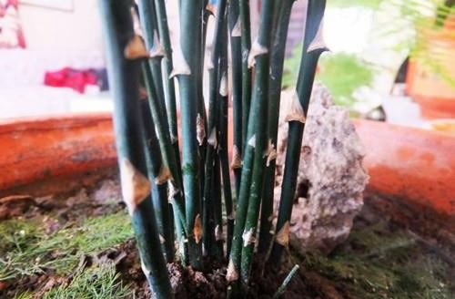 文竹有刺是什么品种