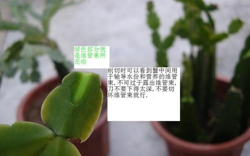 嫁接蟹爪兰有什么好处