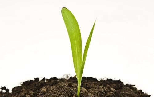 怎样就知道养花的土是酸性的