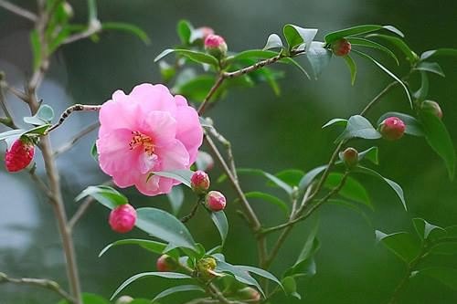 秋季茶花还会发新芽吗