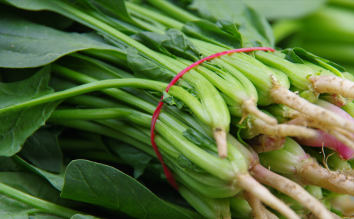 圆叶菠菜与尖叶菠菜