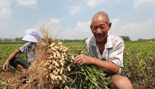 吃花生米降血压吗?