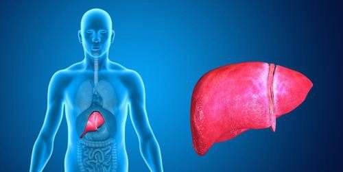肝脏怎么保养和排毒