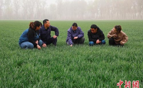 新疆兵团：植保无人机助力小麦病虫害防治