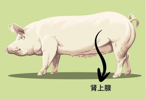 国家禁止猪肉哪个部位不能吃