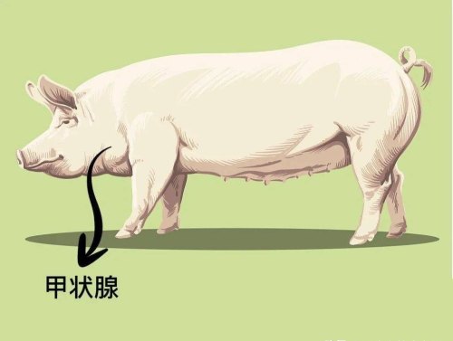 国家禁止猪肉哪个部位不能吃