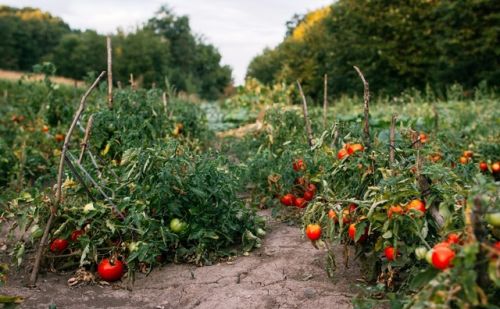 露地番茄种植技术