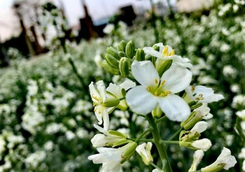 芥蓝种植技术和时间