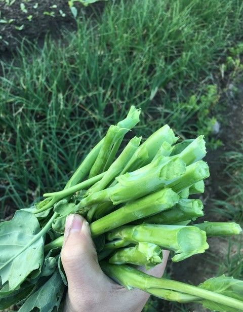 芥蓝种植技术和时间