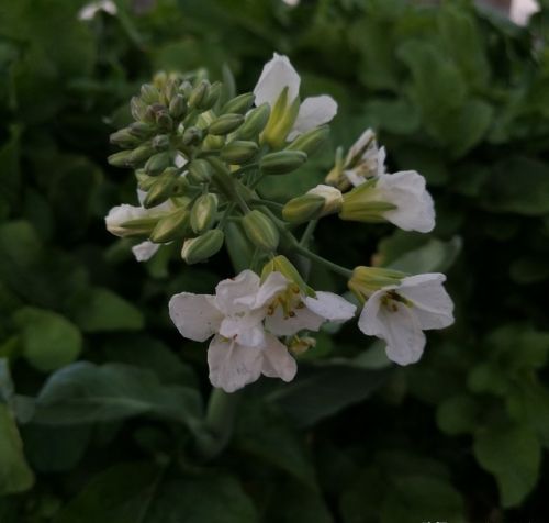 芥蓝种植技术和时间