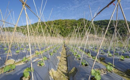 春季荷兰豆移栽定植,如何栽种缓苗生根快些