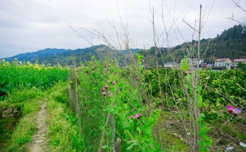 春季荷兰豆移栽定植,如何栽种缓苗生根快些