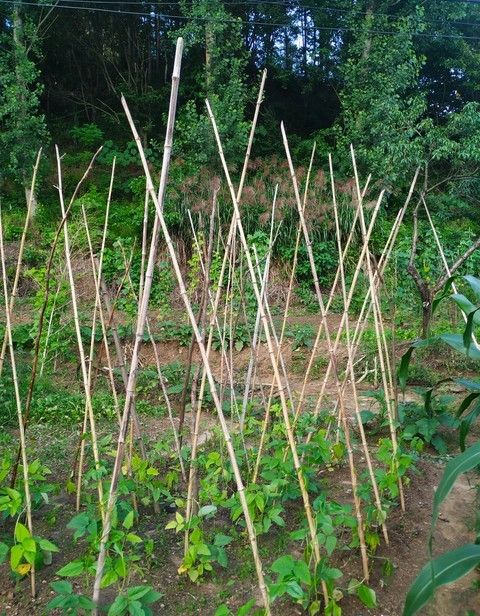豇豆种植法