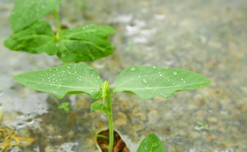 豇豆种植法