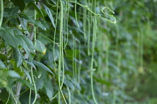 豇豆种植法