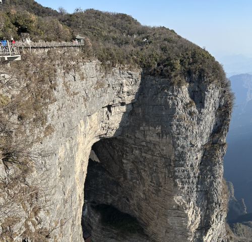 青龙树是什么