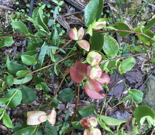 茶树瘤是怎样形成的