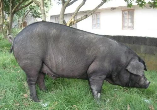 成华猪：猪中精品，急需保护中开发