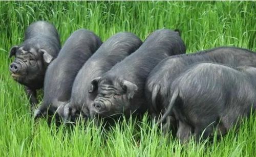 成华猪：猪中精品，急需保护中开发