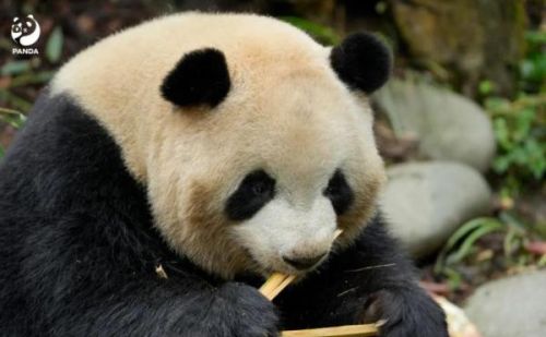 成都大熊猫基地：一游客向大熊猫泼水，禁止其1年内再次进入