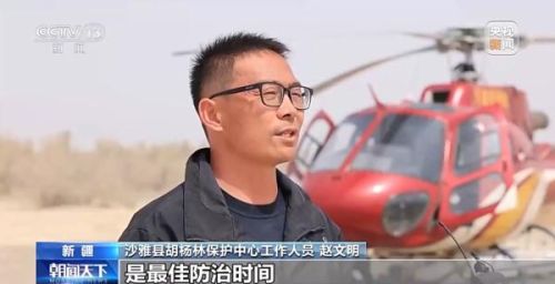新疆沙雅：直升机飞防灭虫 保护天然胡杨林