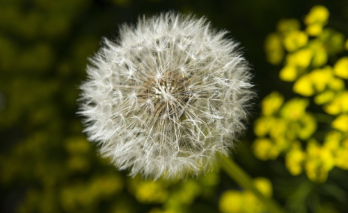 蒲公英杀死癌细胞是真的吗?科学揭秘!