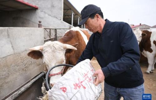 内蒙古通辽：发展牛产业 做好“牛文章”