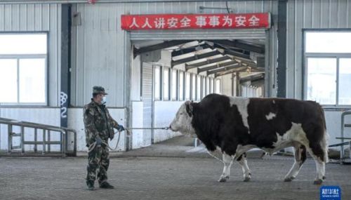内蒙古通辽：发展牛产业 做好“牛文章”