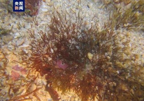 中科院海洋所发现江蓠科海藻新物种曾氏江蓠