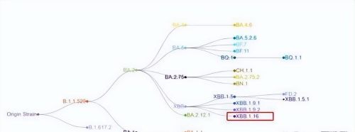  肆虐29国的结膜炎的新冠变异毒株XBB.1.16，在国内检出多例