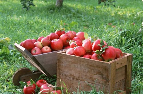 早上金苹果，晚上毒苹果？怎么吃才是好苹果？