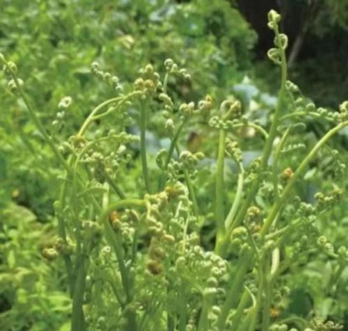 春夏踏青 谨防山野菜中毒