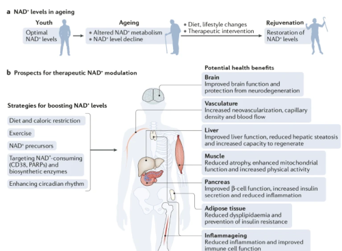 富人圈的“抗衰老神药”NMN，是智商税还是真有用？本文讲出实情