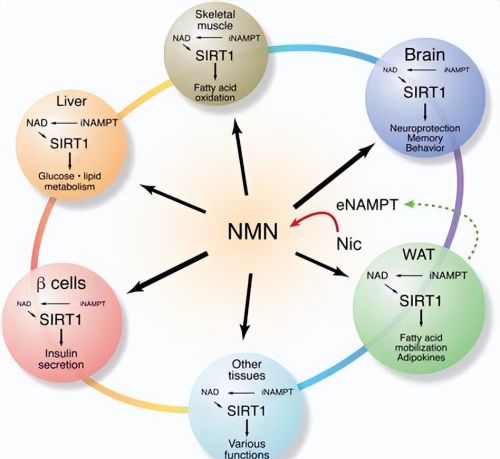 富人圈的“抗衰老神药”NMN，是智商税还是真有用？本文讲出实情