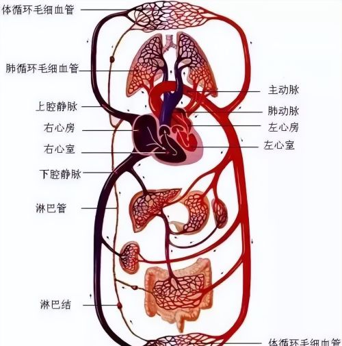 人体的衰老死亡，就是经络不断堵塞的过程，看完吓一跳！