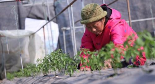 昔日的“电信诈骗村”，如何走上乡村振兴的正道？