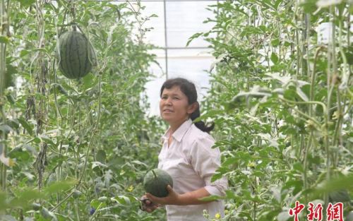新疆疏勒县大棚西瓜喜获丰收 果蔬产业高质量发展助乡村振兴