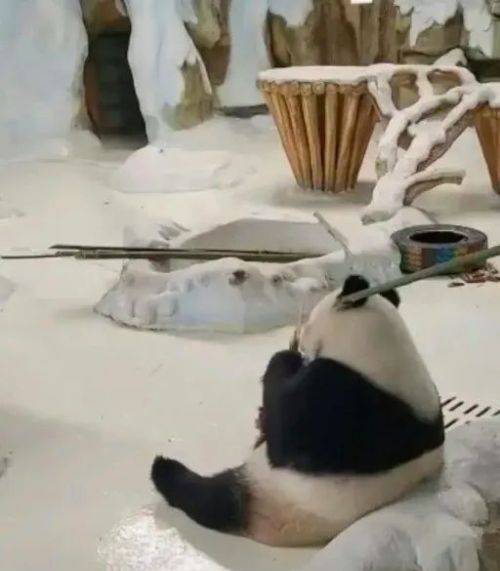 大熊猫被用竹竿拍打？涉事饲养员立即停止工作！