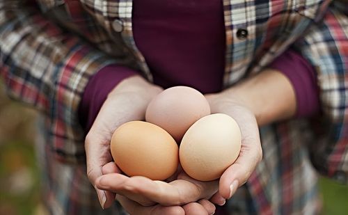 每天坚持吃1个鸡蛋的人,和不吃的人有哪些不同