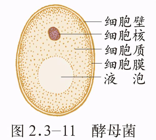 初中生物圈中的微生物思维导图(生物圈中的微生物知识梳理)